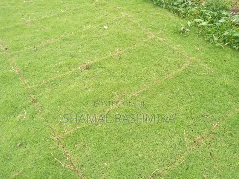 තණ පිඩලි