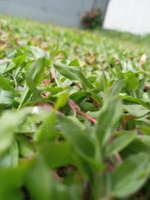 තණ පිඩලි