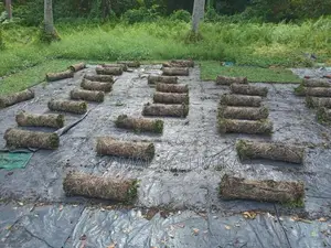තණ පිඩලි