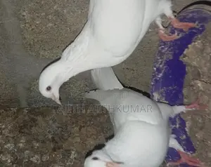 Pigeon