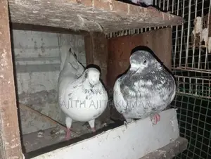 Pigeon