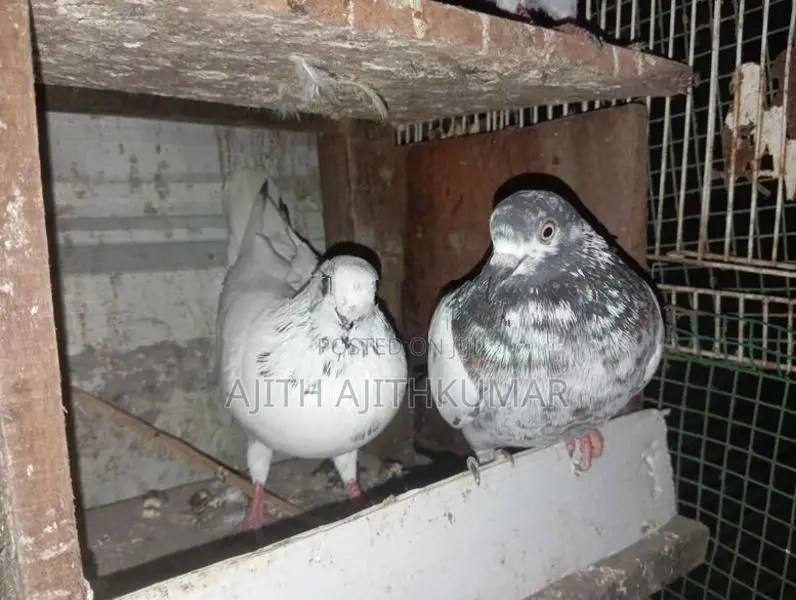 Pigeon