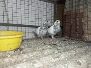 Pigeon
