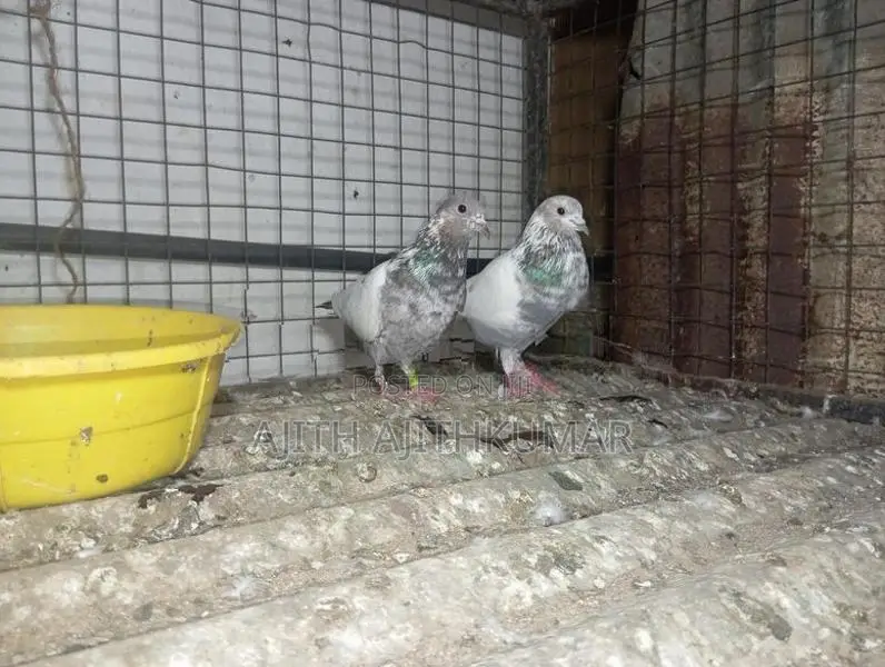 Pigeon