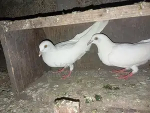 Pigeon
