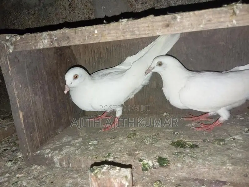 Pigeon