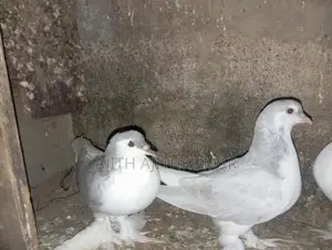 Pigeons