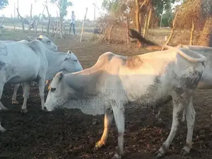 Farm Cow