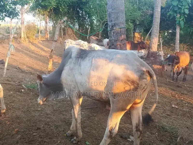 Farm Cow