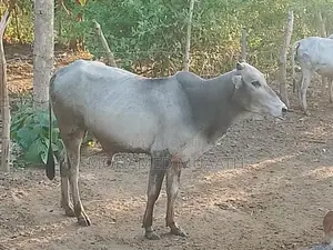 Farm Cow
