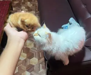 Persian Cat
