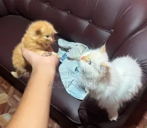 Persian Cat