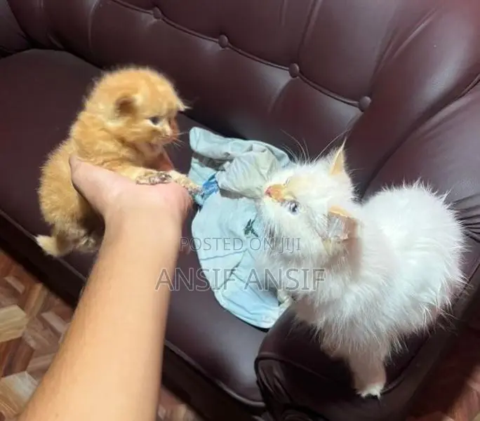 Persian Cat