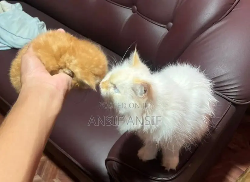 Persian Cat