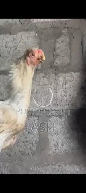 Parrot Beak