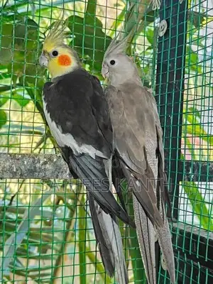Cockatiel Bird