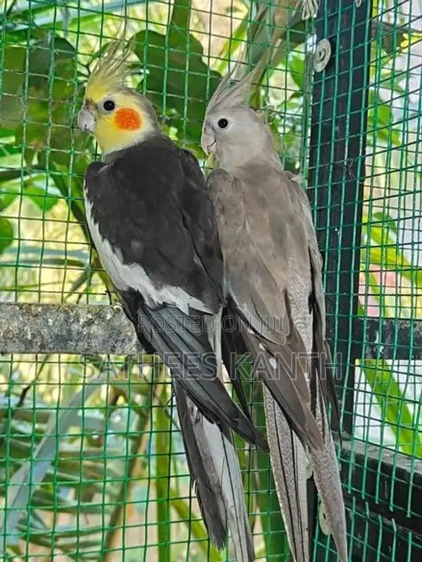 Cockatiel Bird
