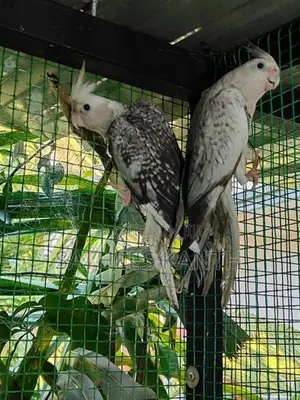 Cockatiel Bird