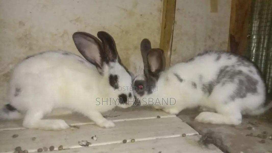 Rabbit