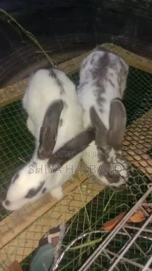 Rabbit