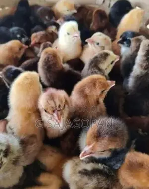 Sonali Chicks