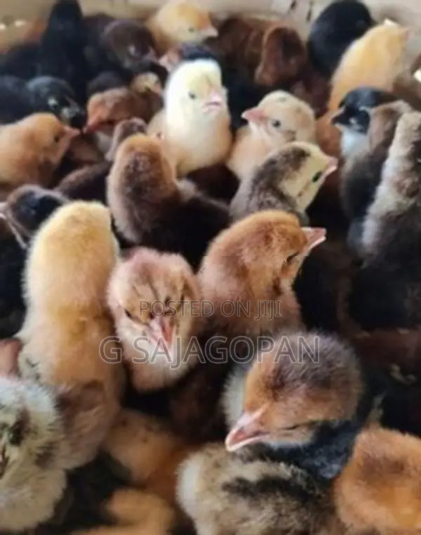 Sonali Chicks