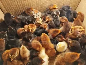 Sonali Chicks