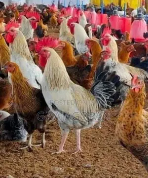 Sonali Chicks