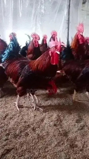 Country Chickens