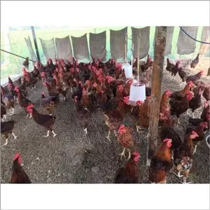 Country Chickens
