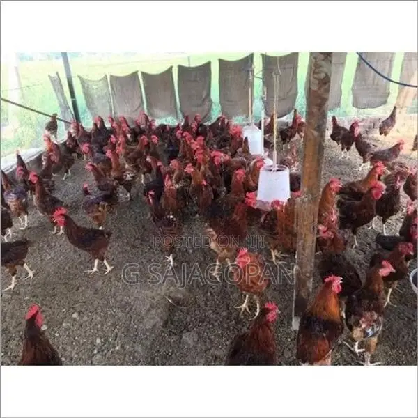 Country Chickens