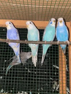 Love Birds