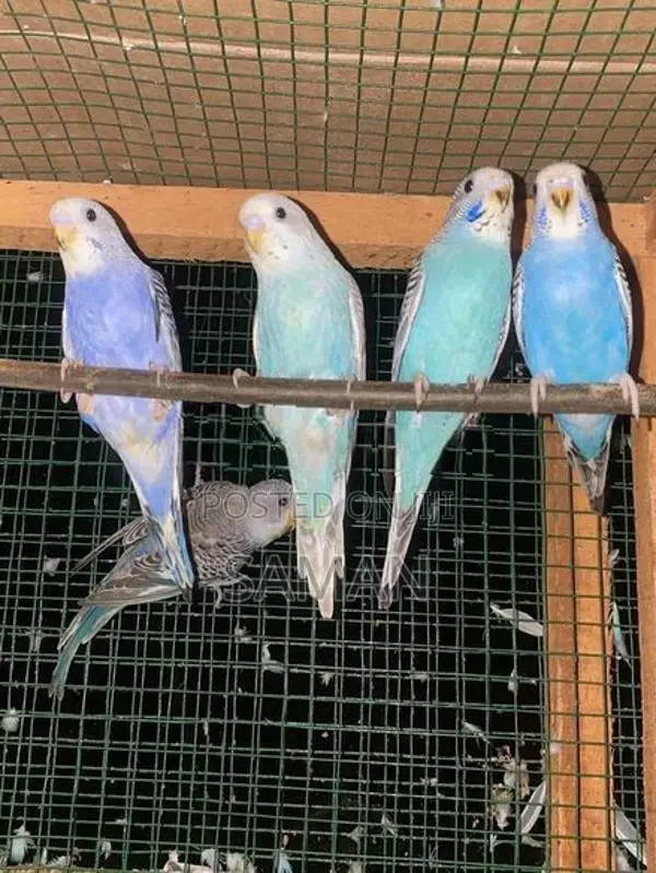 Love Birds