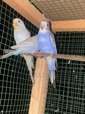 Love Birds