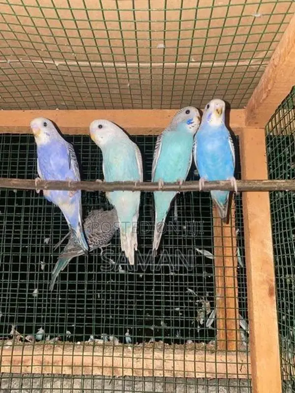 Love Birds