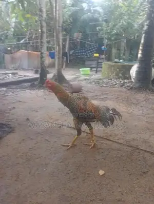 Rooster