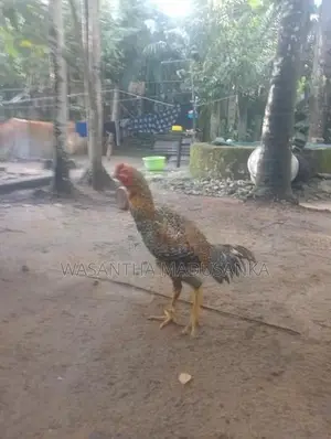 Rooster