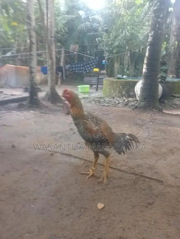 Rooster
