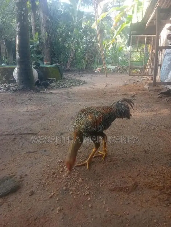 Rooster