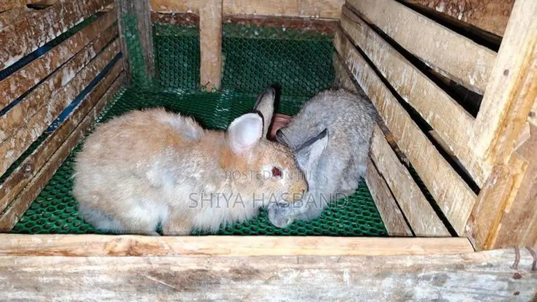 Rabbit Kingdom