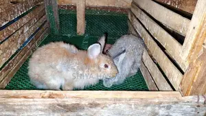 Rabbit Kingdom