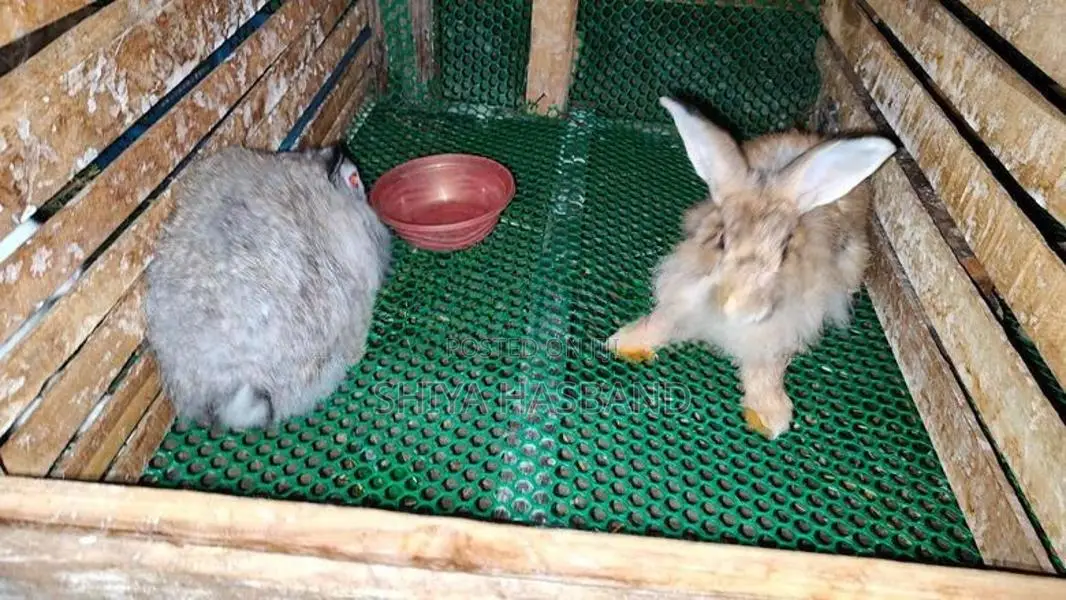 Rabbit Kingdom