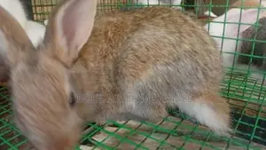 Bunnies