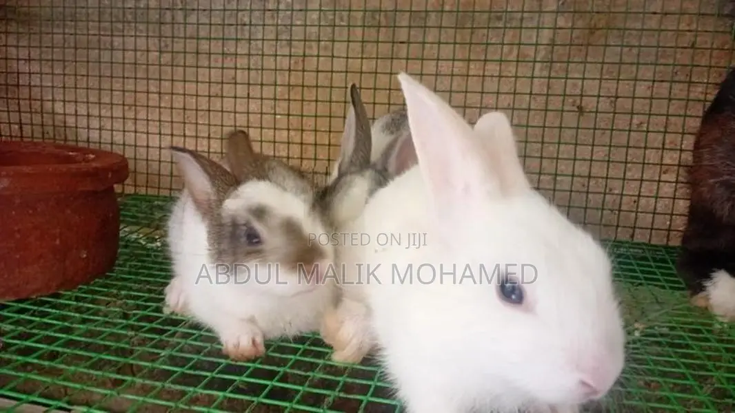 Bunnies