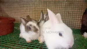 Bunnies