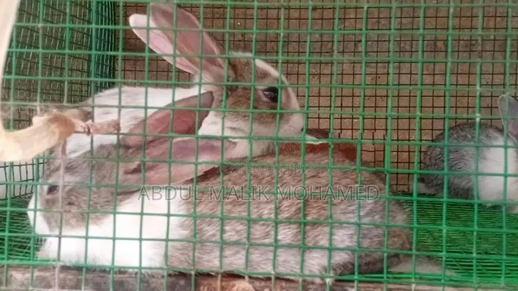 Bunnies