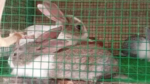 Bunnies