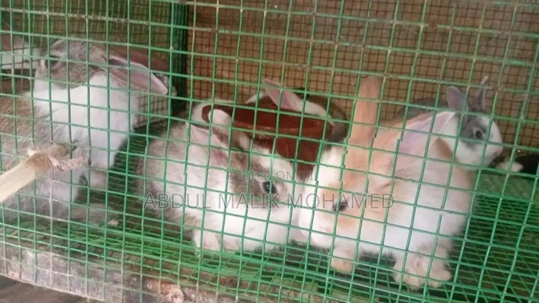 Bunnies