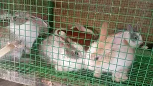 Bunnies