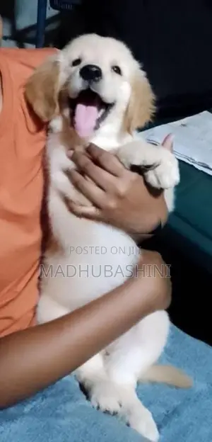 Golden Retriever Puppies